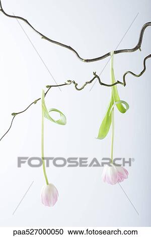 Stock Image - Tulips hanging from tree branch. Fotosearch