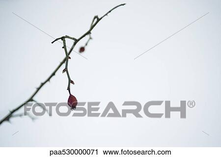 Stock Image - Branch with flower buds. Fotosearch