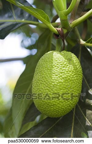 Breadfruit hanging from tree, close-up View Large Photo Image Stock Photo - Breadfruit hanging from tree, close-up. Fotosearch