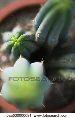 Cacti in flower pot, directly overhead, selective focus View Large Photo Image Stock Image - Cacti in flower pot, directly overhead, selective focus. Fotosearch