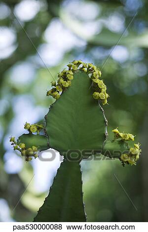 Cactus with flowers, close-up View Large Photo Image Stock Photo - Cactus with flowers, close-up. Fotosearch