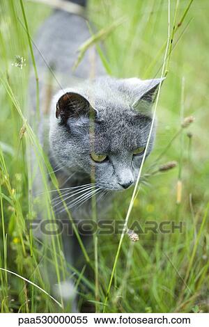 Cat walking in grass, close-up View Large Photo Image Stock Photography - Cat walking in grass, close-up. Fotosearch