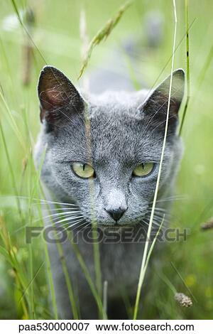 Cat walking through grass, staring at camera View Large Photo Image Stock Photo - Cat walking through grass, staring at camera. Fotosearch