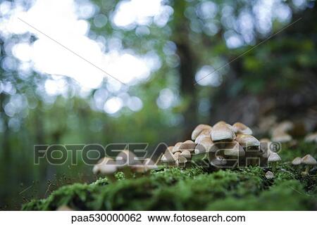 Cluster of mushrooms on the forest floor View Large Photo Image Stock Image - Cluster of mushrooms on the forest floor. Fotosearch