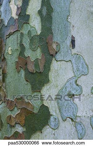 Colorful bark of sycamore tree View Large Photo Image Stock Photograph - Colorful bark of sycamore tree. Fotosearch