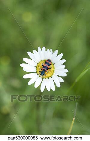 Colorful insect on top of flower View Large Photo Image Stock Photography - Colorful insect on top of flower. Fotosearch