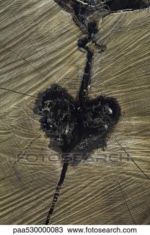 Cross-section of tree, heart-shaped hole in center View Large Photo Image Stock Image - Cross-section of tree, heart-shaped hole in center. Fotosearch