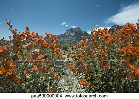 Picture - Desert landscape, colorful flowers in foreground, mountain in background. Fotosearch