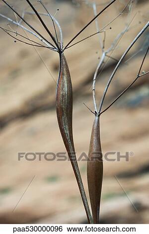 Stock Photograph - Desert trumpet plant, close-up. Fotosearch