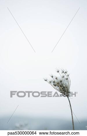 Picture - Dried Queen Anne's lace with snow. Fotosearch