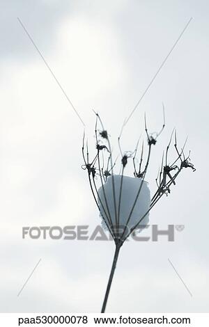 Stock Photo - Dried Queen Anne's lace with snow. Fotosearch