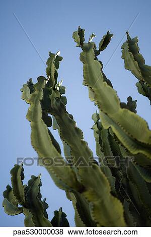 Stock Photo - Euphorbia cactus, low angle view. Fotosearch