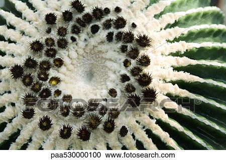 Stock Image - Extreme close-up of golden barrel cactus, overhead view. Fotosearch
