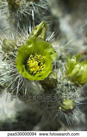 Flowering Silver Cholla cactus (opuntia echinocarpa), close-up View Large Photo Image Picture - Flowering Silver Cholla cactus (opuntia echinocarpa), close-up. Fotosearch