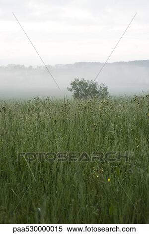 Foggy rural landscape View Large Photo Image Stock Photography - Foggy rural landscape. Fotosearch