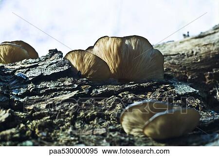Stock Photography - Fungus growing on tree bark, close-up. Fotosearch