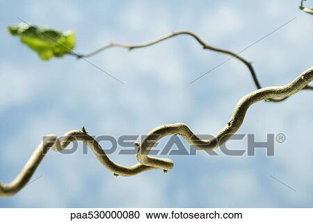 Gnarled branch with small flower buds, close-up View Large Photo Image Stock Image - Gnarled branch with small flower buds, close-up. Fotosearch