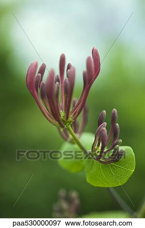 Stock Photo - Golden flame honeysuckle (lonicera heckrottii), close-up. Fotosearch