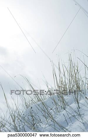 Grass emerging from bank of snow View Large Photo Image Stock Photo - Grass emerging from bank of snow. Fotosearch