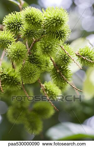 Green rambutans, selective focus View Large Photo Image Stock Image - Green rambutans, selective focus. Fotosearch
