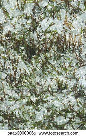 Stock Photography - Kelp in shallow water, directly above. Fotosearch