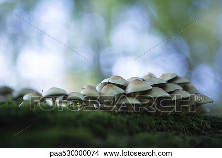 Large cluster of mushrooms growing on moss, selective focus View Large Photo Image Picture - Large cluster of mushrooms growing on moss, selective focus. Fotosearch