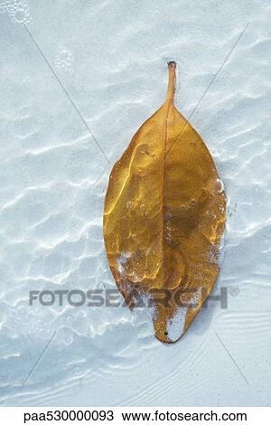 Leaf in water, partially covered by sand, close-up View Large Photo Image Stock Image - Leaf in water, partially covered by sand, close-up. Fotosearch