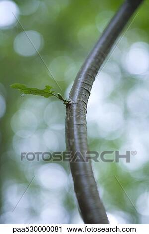 Leaf sprouting from branch, close-up View Large Photo Image Stock Image - Leaf sprouting from branch, close-up. Fotosearch