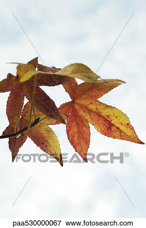 Stock Photo - Leaves of Japanese maple, close-up. Fotosearch