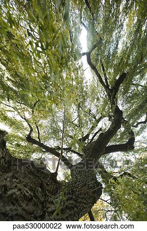 Low angle view of tree View Large Photo Image Stock Image - Low angle view of tree. Fotosearch