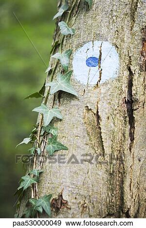 Marker painted onto tree trunk, close-up View Large Photo Image Stock Photo - Marker painted onto tree trunk, close-up. Fotosearch