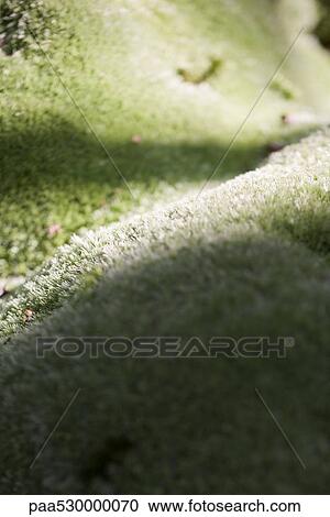 Moss, close-up View Large Photo Image Stock Image - Moss, close-up. Fotosearch