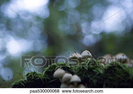 Mushrooms and other vegetation View Large Photo Image Stock Photo - Mushrooms and other vegetation. Fotosearch