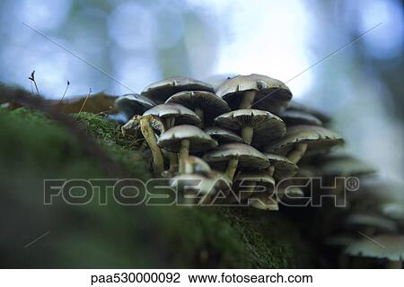 Mushrooms on the ground, low angle view View Large Photo Image Stock Image - Mushrooms on the ground, low angle view. Fotosearch