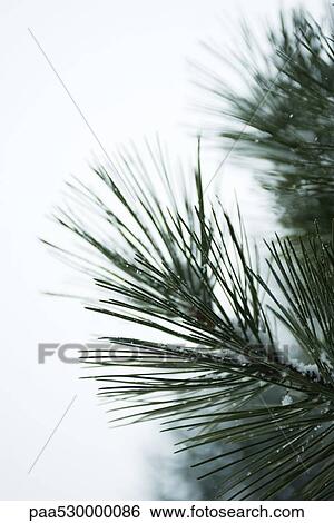 Stock Photograph - Pine needles lightly dusted with snow, close-up. Fotosearch