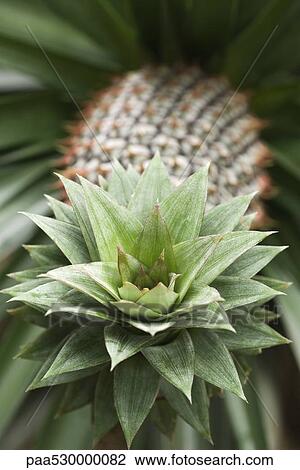 Pineapple, focus on crown View Large Photo Image Stock Image - Pineapple, focus on crown. Fotosearch