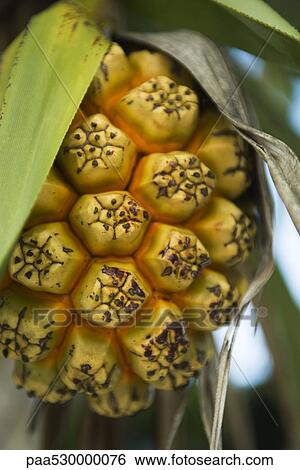 Stock Photograph - Ripening hala fruit (pandanus tectorius), close-up. Fotosearch