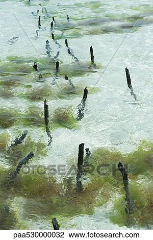 Stock Image - Seaweed farm, wooden stakes sticking out of shallow water. Fotosearch