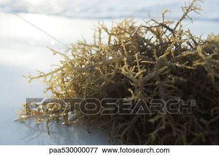 Stock Photo - Seaweed on the beach. Fotosearch