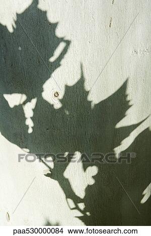 Shadows of leaves on smooth bark of aspen tree View Large Photo Image Picture - Shadows of leaves on smooth bark of aspen tree . Fotosearch