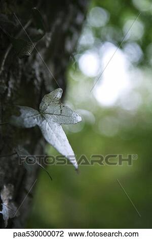 Stock Image - Silvery leaf on tree trunk, close-up. Fotosearch