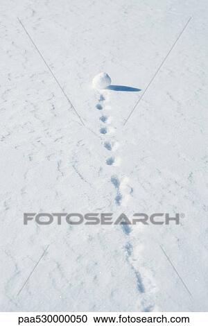 Stock Image - Snowball leaving trail as it rolls through snow. Fotosearch