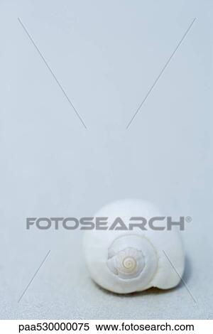 Spiral shaped seashell on sand View Large Photo Image Stock Photography - Spiral shaped seashell on sand. Fotosearch