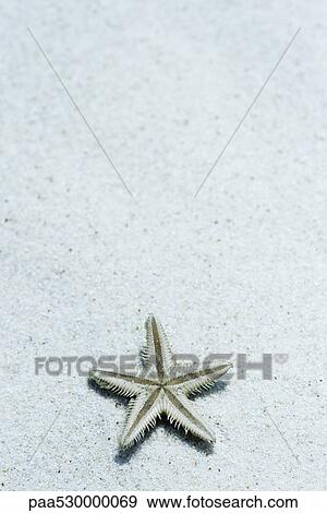 Starfish upside down on sand View Large Photo Image Stock Photo - Starfish upside down on sand. Fotosearch