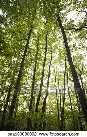 Stock Image - Sunlight shining down through forest canopy, low angle view. Fotosearch