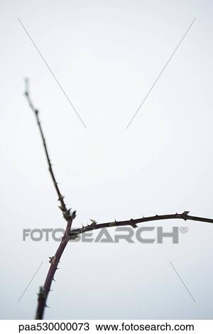 Thorny stem View Large Photo Image Stock Image - Thorny stem. Fotosearch