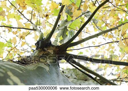 Tree, close-up, low angle view View Large Photo Image Stock Photograph - Tree, close-up, low angle view. Fotosearch