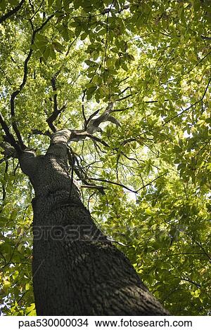 Tree trunk and canopy, low angle view View Large Photo Image Picture - Tree trunk and canopy, low angle view. Fotosearch