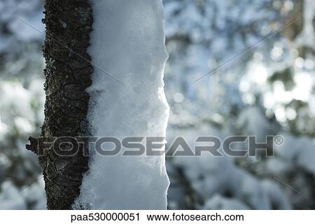 Stock Image - Tree trunk half-covered in snow. Fotosearch