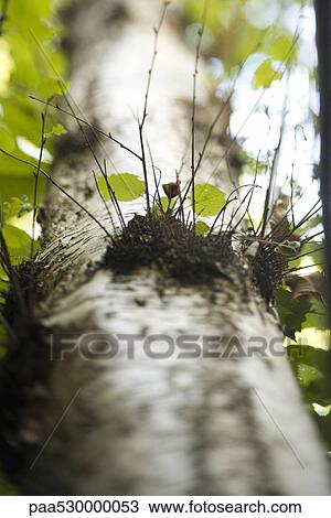 Stock Image - Tree trunk vegetation growing out of it, close-up. Fotosearch